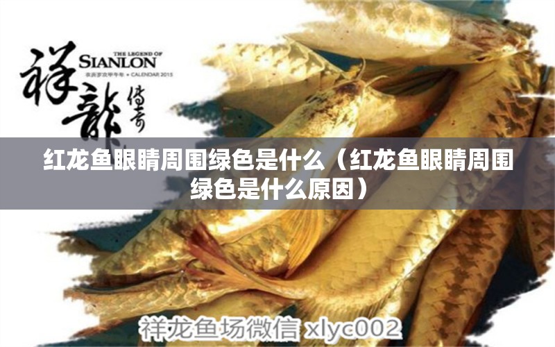 紅龍魚眼睛周圍綠色是什么（紅龍魚眼睛周圍綠色是什么原因）