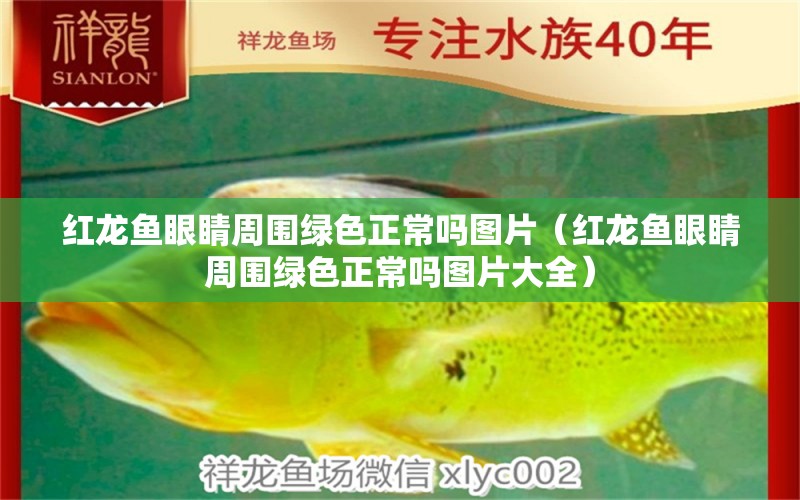 紅龍魚眼睛周圍綠色正常嗎圖片（紅龍魚眼睛周圍綠色正常嗎圖片大全）