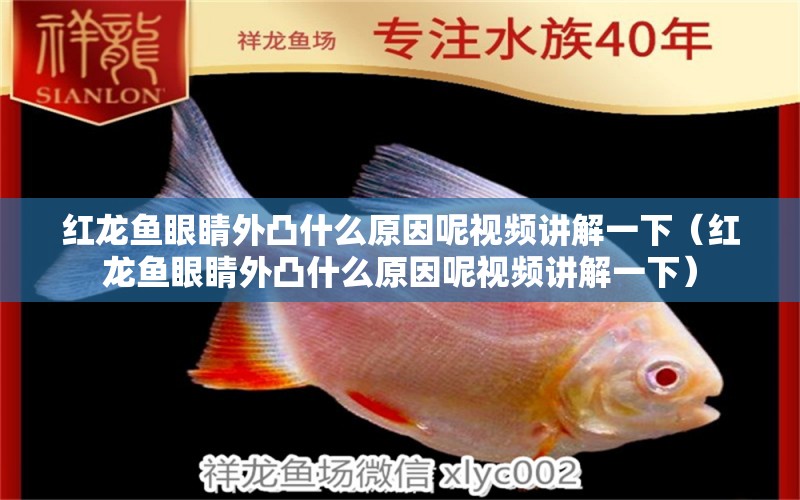 紅龍魚眼睛外凸什么原因呢視頻講解一下（紅龍魚眼睛外凸什么原因呢視頻講解一下）