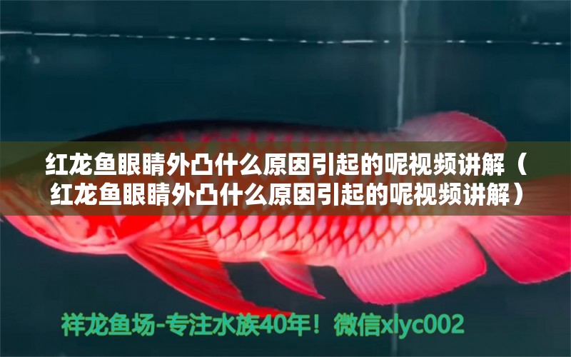 紅龍魚眼睛外凸什么原因引起的呢視頻講解（紅龍魚眼睛外凸什么原因引起的呢視頻講解）