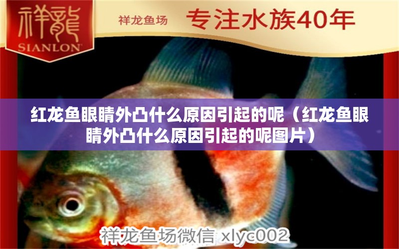 紅龍魚眼睛外凸什么原因引起的呢（紅龍魚眼睛外凸什么原因引起的呢圖片）