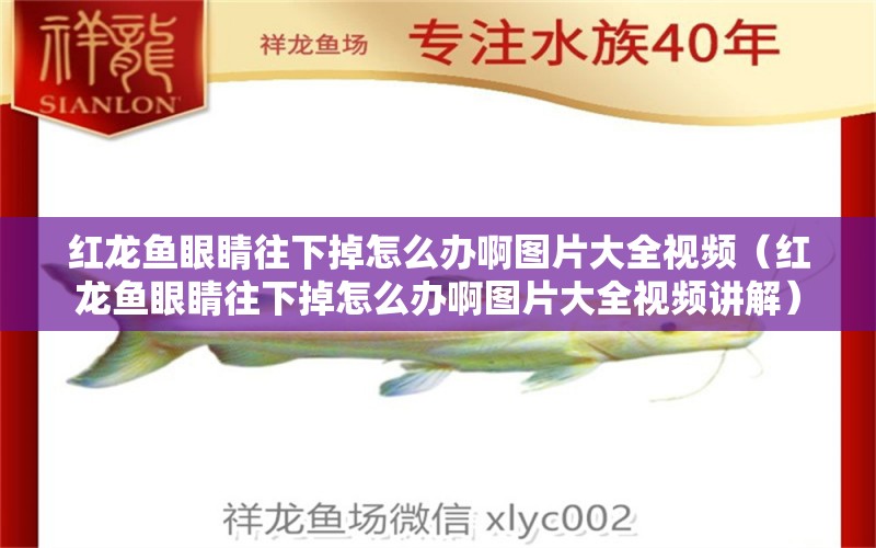 紅龍魚(yú)眼睛往下掉怎么辦啊圖片大全視頻（紅龍魚(yú)眼睛往下掉怎么辦啊圖片大全視頻講解）