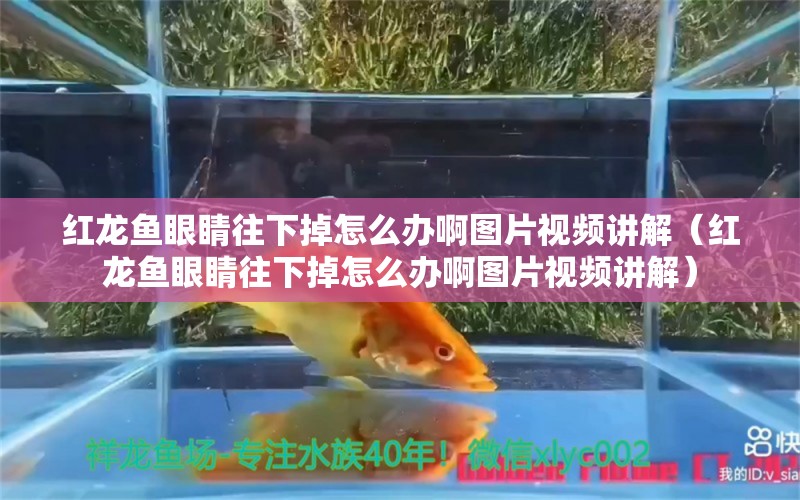 紅龍魚眼睛往下掉怎么辦啊圖片視頻講解（紅龍魚眼睛往下掉怎么辦啊圖片視頻講解）