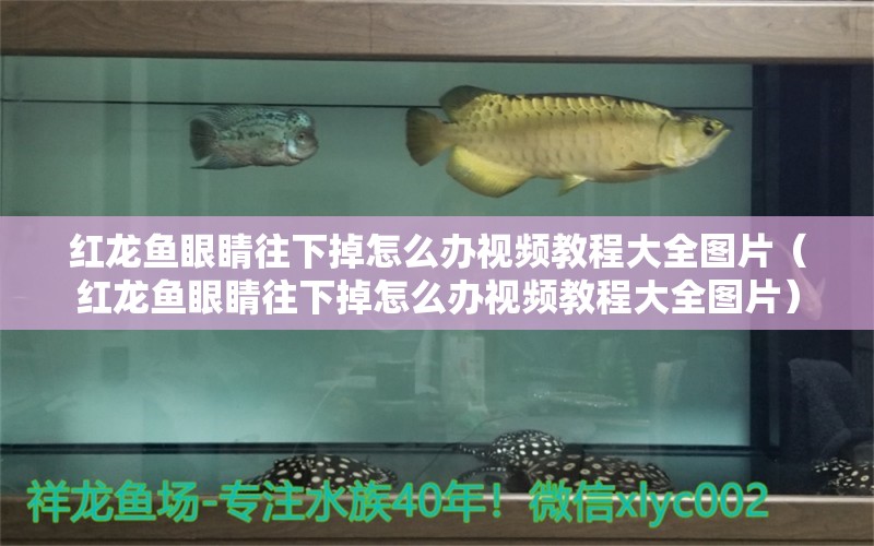 紅龍魚(yú)眼睛往下掉怎么辦視頻教程大全圖片（紅龍魚(yú)眼睛往下掉怎么辦視頻教程大全圖片） 龍魚(yú)百科