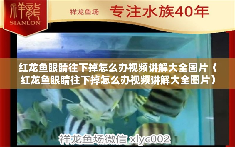 紅龍魚(yú)眼睛往下掉怎么辦視頻講解大全圖片（紅龍魚(yú)眼睛往下掉怎么辦視頻講解大全圖片）