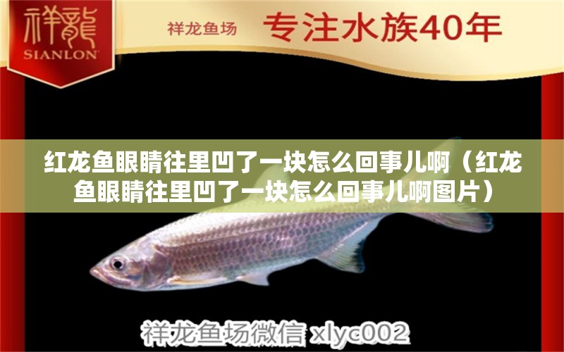 紅龍魚眼睛往里凹了一塊怎么回事兒?。t龍魚眼睛往里凹了一塊怎么回事兒啊圖片）