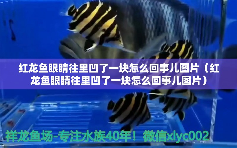 紅龍魚眼睛往里凹了一塊怎么回事兒圖片（紅龍魚眼睛往里凹了一塊怎么回事兒圖片）