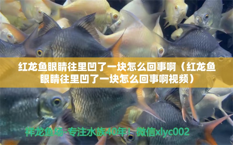 紅龍魚眼睛往里凹了一塊怎么回事?。t龍魚眼睛往里凹了一塊怎么回事啊視頻）