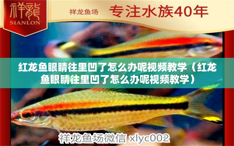 紅龍魚(yú)眼睛往里凹了怎么辦呢視頻教學(xué)（紅龍魚(yú)眼睛往里凹了怎么辦呢視頻教學(xué)） 龍魚(yú)百科