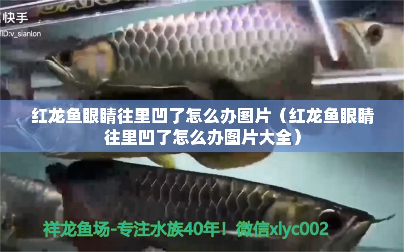 紅龍魚眼睛往里凹了怎么辦圖片（紅龍魚眼睛往里凹了怎么辦圖片大全） 印尼紅龍魚