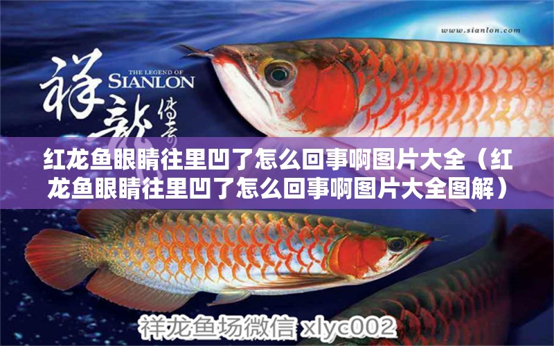 紅龍魚眼睛往里凹了怎么回事啊圖片大全（紅龍魚眼睛往里凹了怎么回事啊圖片大全圖解）