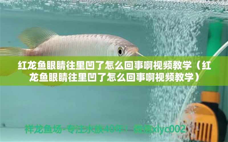 紅龍魚眼睛往里凹了怎么回事啊視頻教學(xué)（紅龍魚眼睛往里凹了怎么回事啊視頻教學(xué)）