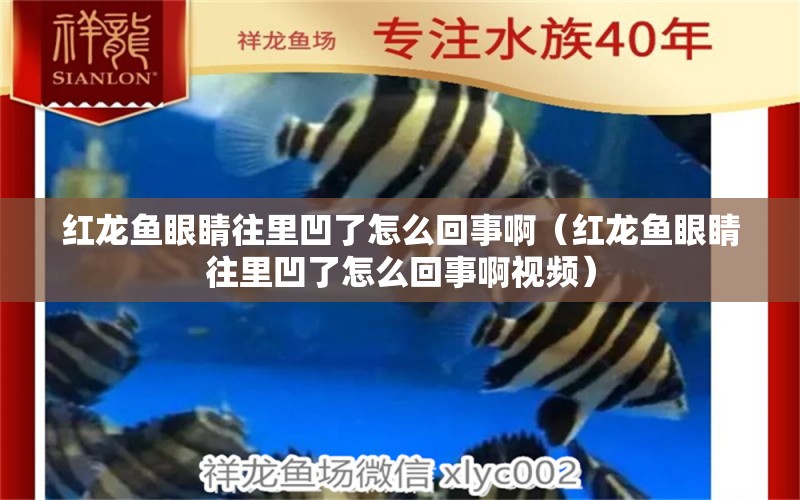 紅龍魚(yú)眼睛往里凹了怎么回事?。t龍魚(yú)眼睛往里凹了怎么回事啊視頻） 印尼紅龍魚(yú)