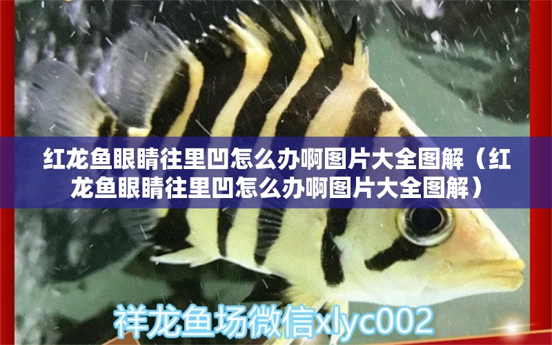 紅龍魚眼睛往里凹怎么辦啊圖片大全圖解（紅龍魚眼睛往里凹怎么辦啊圖片大全圖解） 龍魚百科