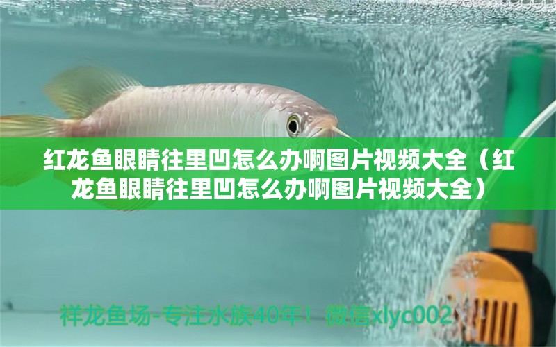 紅龍魚眼睛往里凹怎么辦啊圖片視頻大全（紅龍魚眼睛往里凹怎么辦啊圖片視頻大全）