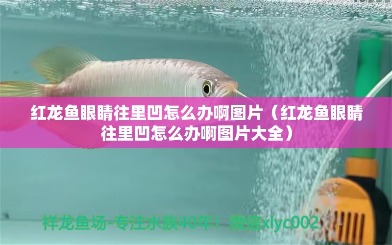 紅龍魚眼睛往里凹怎么辦啊圖片（紅龍魚眼睛往里凹怎么辦啊圖片大全）