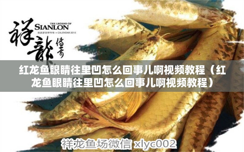 紅龍魚眼睛往里凹怎么回事兒啊視頻教程（紅龍魚眼睛往里凹怎么回事兒啊視頻教程）