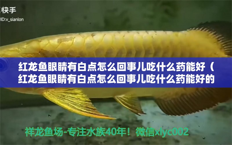 紅龍魚眼睛有白點(diǎn)怎么回事兒吃什么藥能好（紅龍魚眼睛有白點(diǎn)怎么回事兒吃什么藥能好的快）