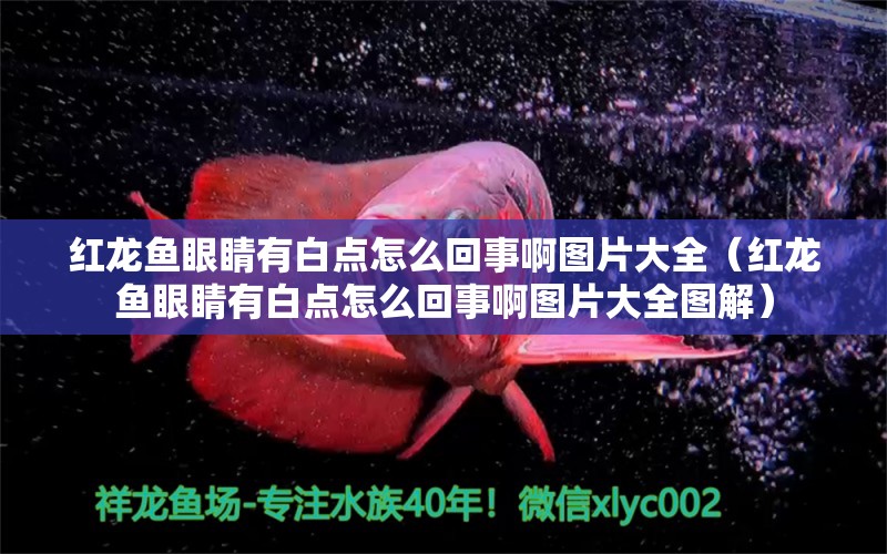 紅龍魚眼睛有白點(diǎn)怎么回事啊圖片大全（紅龍魚眼睛有白點(diǎn)怎么回事啊圖片大全圖解）