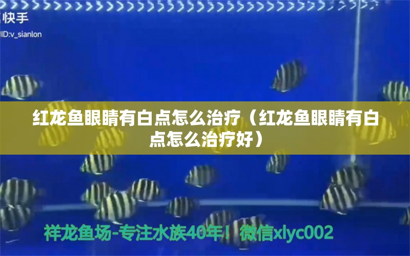 紅龍魚眼睛有白點(diǎn)怎么治療（紅龍魚眼睛有白點(diǎn)怎么治療好）