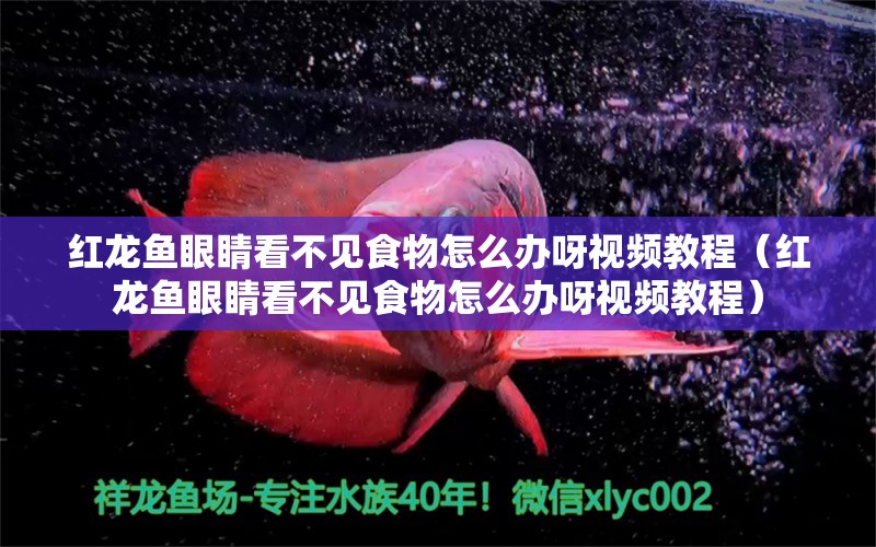 紅龍魚眼睛看不見食物怎么辦呀視頻教程（紅龍魚眼睛看不見食物怎么辦呀視頻教程）