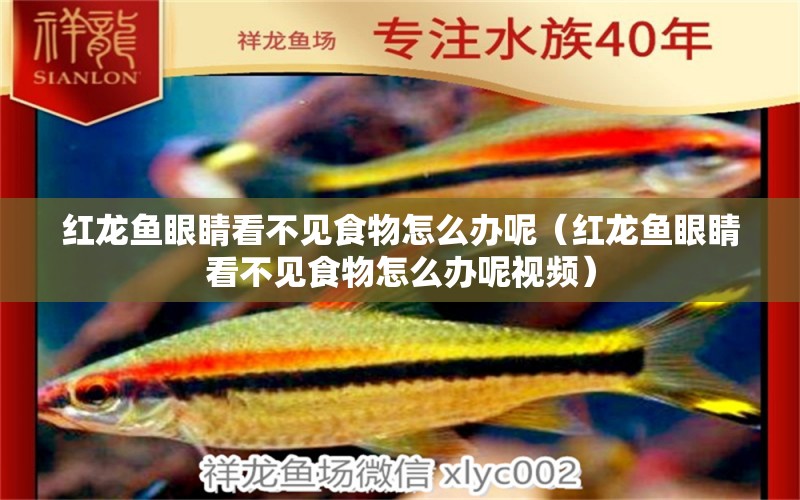 紅龍魚眼睛看不見食物怎么辦呢（紅龍魚眼睛看不見食物怎么辦呢視頻）