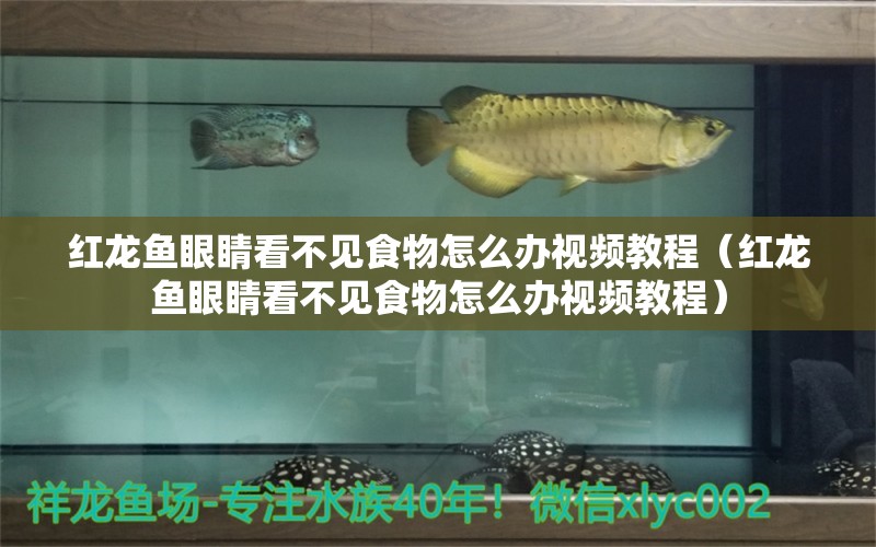 紅龍魚眼睛看不見食物怎么辦視頻教程（紅龍魚眼睛看不見食物怎么辦視頻教程）