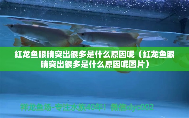 紅龍魚眼睛突出很多是什么原因呢（紅龍魚眼睛突出很多是什么原因呢圖片）