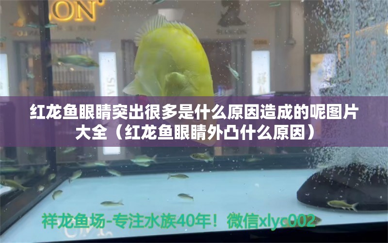 紅龍魚眼睛突出很多是什么原因造成的呢圖片大全（紅龍魚眼睛外凸什么原因）