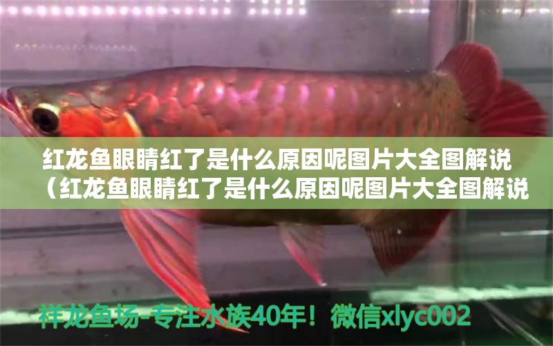 紅龍魚(yú)眼睛紅了是什么原因呢圖片大全圖解說(shuō)（紅龍魚(yú)眼睛紅了是什么原因呢圖片大全圖解說(shuō)）