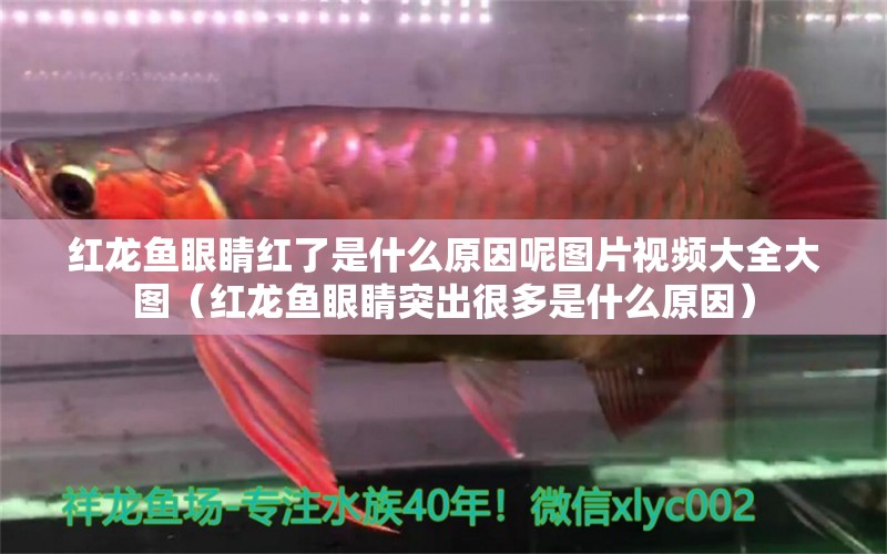 紅龍魚眼睛紅了是什么原因呢圖片視頻大全大圖（紅龍魚眼睛突出很多是什么原因） 龍魚百科