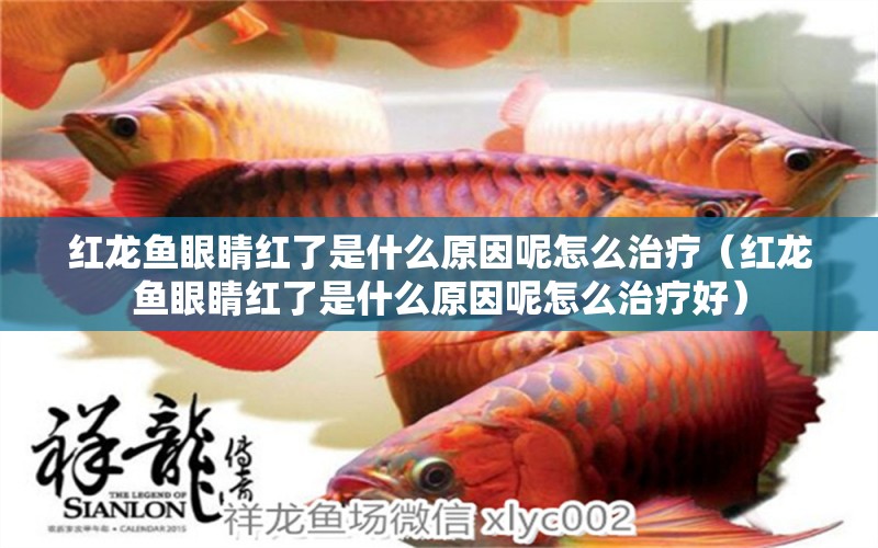 紅龍魚(yú)眼睛紅了是什么原因呢怎么治療（紅龍魚(yú)眼睛紅了是什么原因呢怎么治療好）