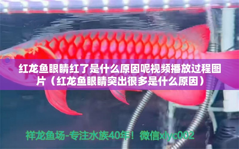 紅龍魚(yú)眼睛紅了是什么原因呢視頻播放過(guò)程圖片（紅龍魚(yú)眼睛突出很多是什么原因） 龍魚(yú)百科