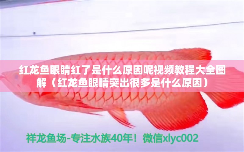 紅龍魚(yú)眼睛紅了是什么原因呢視頻教程大全圖解（紅龍魚(yú)眼睛突出很多是什么原因）