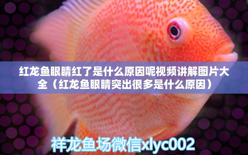 紅龍魚眼睛紅了是什么原因呢視頻講解圖片大全（紅龍魚眼睛突出很多是什么原因）