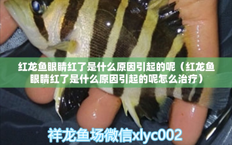 紅龍魚(yú)眼睛紅了是什么原因引起的呢（紅龍魚(yú)眼睛紅了是什么原因引起的呢怎么治療）