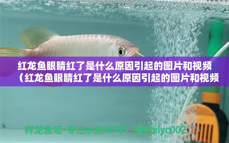 紅龍魚(yú)眼睛紅了是什么原因引起的圖片和視頻（紅龍魚(yú)眼睛紅了是什么原因引起的圖片和視頻大全）