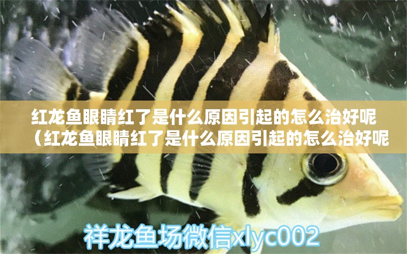 紅龍魚(yú)眼睛紅了是什么原因引起的怎么治好呢（紅龍魚(yú)眼睛紅了是什么原因引起的怎么治好呢視頻）