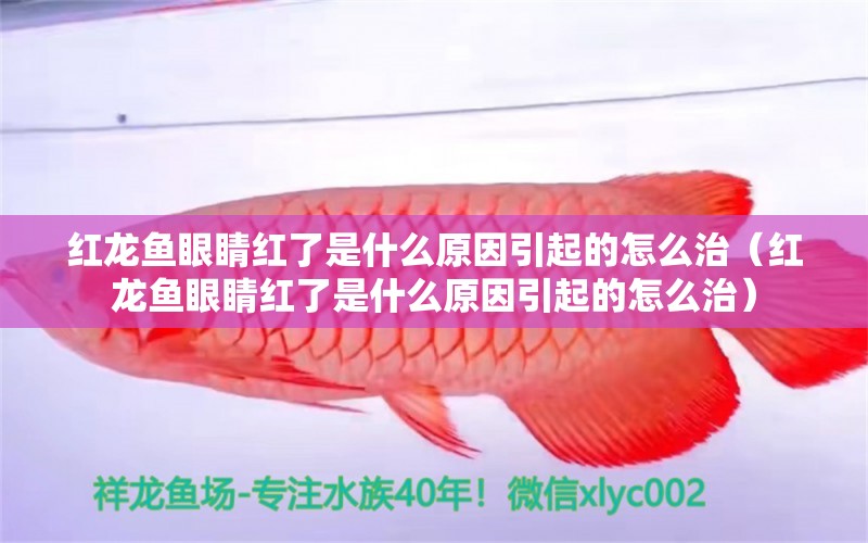 紅龍魚(yú)眼睛紅了是什么原因引起的怎么治（紅龍魚(yú)眼睛紅了是什么原因引起的怎么治）