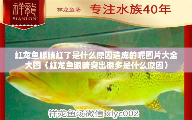 紅龍魚(yú)眼睛紅了是什么原因造成的呢圖片大全大圖（紅龍魚(yú)眼睛突出很多是什么原因）