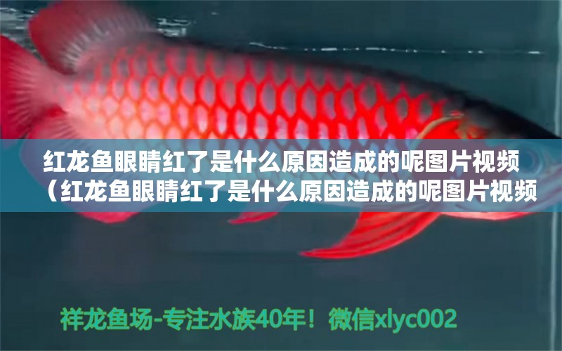 紅龍魚(yú)眼睛紅了是什么原因造成的呢圖片視頻（紅龍魚(yú)眼睛紅了是什么原因造成的呢圖片視頻大全）