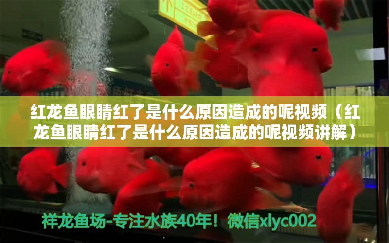 紅龍魚眼睛紅了是什么原因造成的呢視頻（紅龍魚眼睛紅了是什么原因造成的呢視頻講解） 印尼紅龍魚