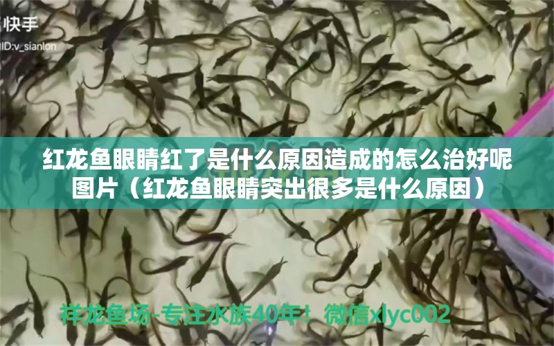 紅龍魚(yú)眼睛紅了是什么原因造成的怎么治好呢圖片（紅龍魚(yú)眼睛突出很多是什么原因）