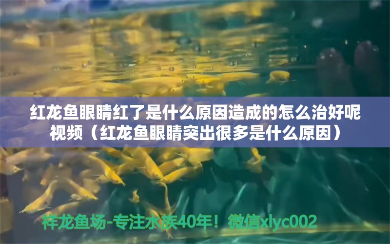 紅龍魚眼睛紅了是什么原因造成的怎么治好呢視頻（紅龍魚眼睛突出很多是什么原因） 龍魚百科