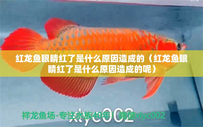 紅龍魚(yú)眼睛紅了是什么原因造成的（紅龍魚(yú)眼睛紅了是什么原因造成的呢）