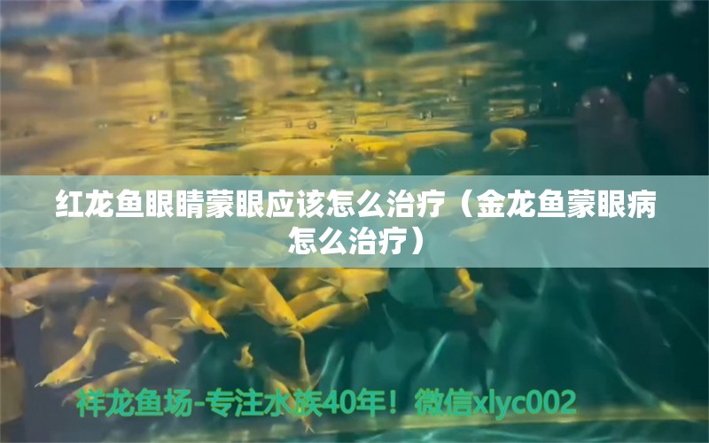 紅龍魚眼睛蒙眼應(yīng)該怎么治療（金龍魚蒙眼病怎么治療） 廣州水族批發(fā)市場