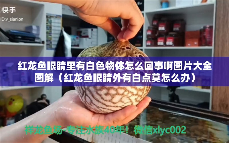 紅龍魚眼睛里有白色物體怎么回事啊圖片大全圖解（紅龍魚眼睛外有白點(diǎn)莫怎么辦）