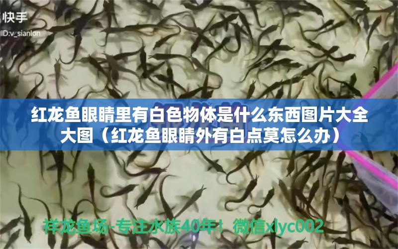 紅龍魚眼睛里有白色物體是什么東西圖片大全大圖（紅龍魚眼睛外有白點(diǎn)莫怎么辦） 龍魚百科