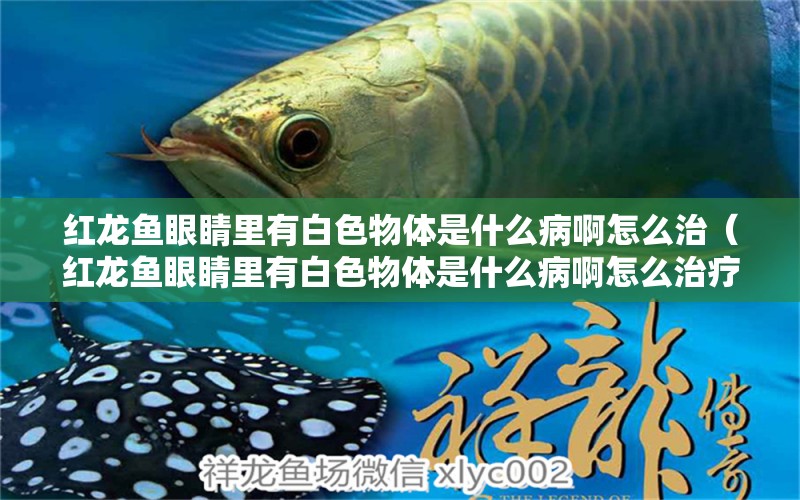 紅龍魚(yú)眼睛里有白色物體是什么病啊怎么治（紅龍魚(yú)眼睛里有白色物體是什么病啊怎么治療） 龍魚(yú)百科