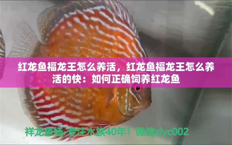 紅龍魚福龍王怎么養(yǎng)活，紅龍魚福龍王怎么養(yǎng)活的快：如何正確飼養(yǎng)紅龍魚 龍魚百科 第2張